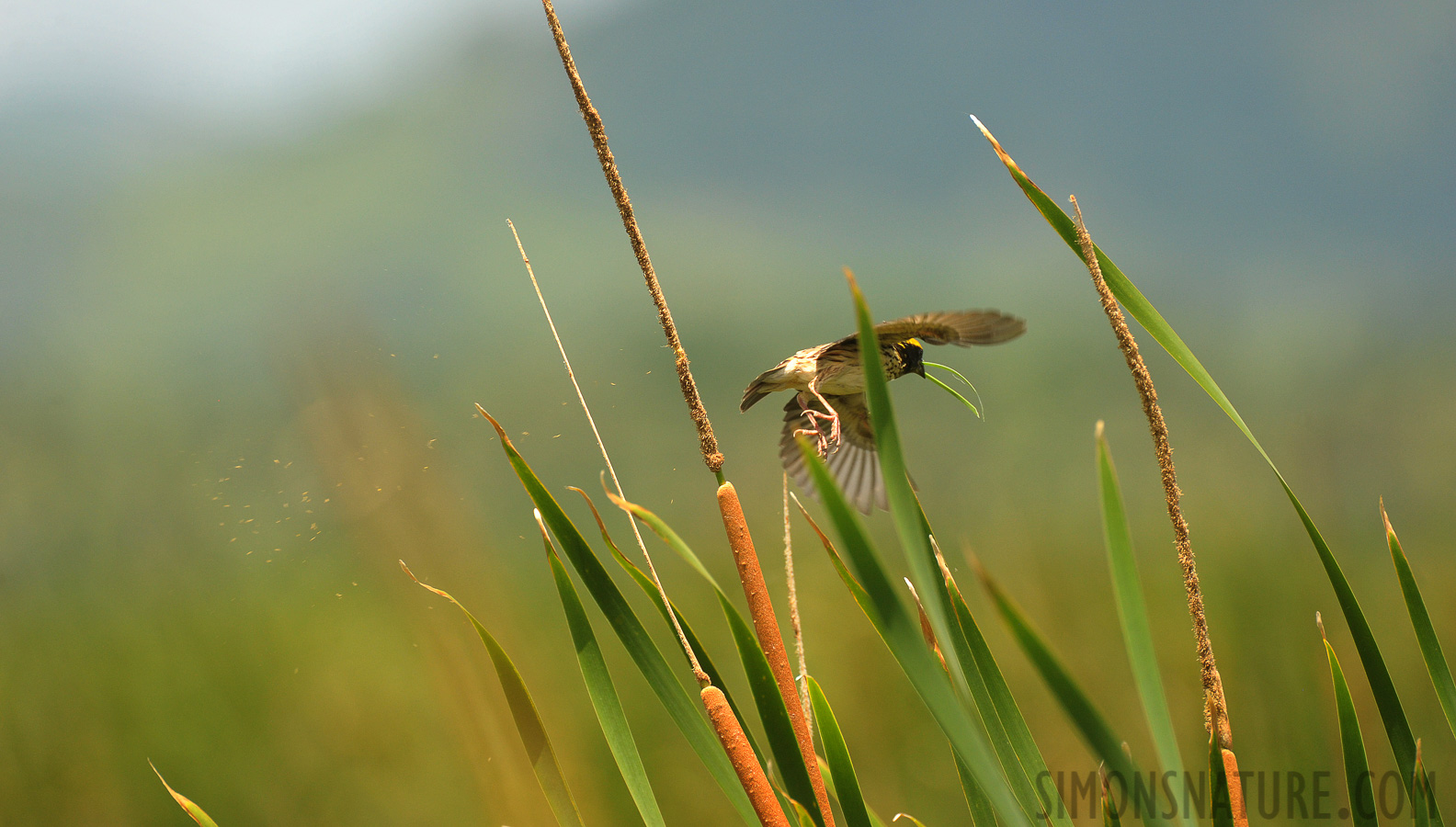 Ploceus manyar flaviceps [550 mm, 1/1250 sec at f / 8.0, ISO 1600]